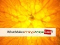 OrangeScape Cool Facts That You Did Not Know!!!