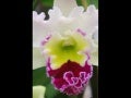 Orchid
