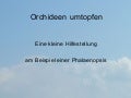 Orchideen umtopfen