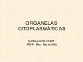 Organelas citoplasmáticas