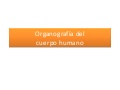 Organos del Cuerpo Humano