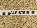 Os benefícios da ingestão do alpiste