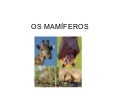 Os mamíferos