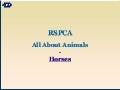 Our horses | RSPCA