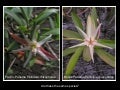 Pacific Vs Caribbean Pelliciera Rhizophorae Flowers