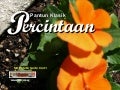 Pantun Percintaan