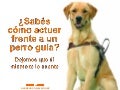Perro Guia