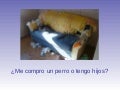 Perro O Hijos