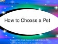 Pet Brainstorming