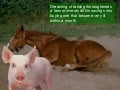 Peter M The Horse And Pig Story
