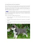 Pet store in kamloops and their considerations
