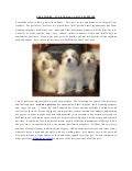 Pet stores in general and its supplies