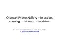 Photos of cheetahs to download for free