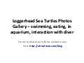 Photos of loggerhead sea turtles to download for free