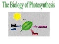 Photosynthesis