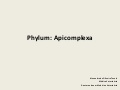 Phylum apicomplexa
