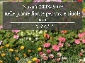 Piante fiorite per vasi e aiuole - prima parte