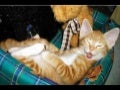 Funny Pictures 1B