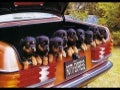 Funny Pictures 1C
