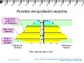 Piramide dinámica de la población España 1991-2050 (eumed)