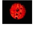 Plant & Animal Cell Mitosis Microviewer Pictures