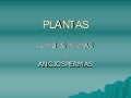 Plantas Gimnospermas Y Angiospermas