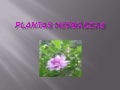 Plantas herbáceas