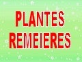 Plantes remeieres