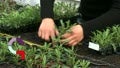 Plateforme pédagogique en formation horticulture