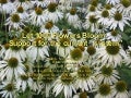 Let 1000 flowers bloom: Support for the current “system”
