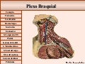 Plexo braquial