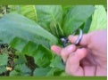 Poda de plantas de tabaco. Parte 2 de 4