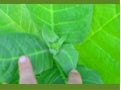 Poda de plantas de tabaco. Parte 3 de 4