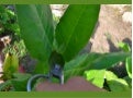 Poda de plantas de tabaco. Parte 4 de 4