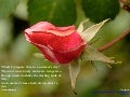 Using Photographs to Dwell in Poetry