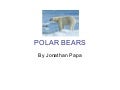 polarbear