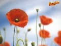 Poppies