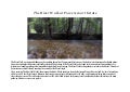 Powerscourt River Walk