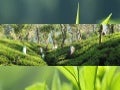 Presentación maskeliya tea exports