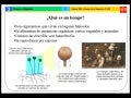 PresentacióN Reino Hongos