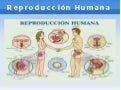 Presentación de la reproducción humana