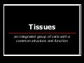Presentation 03 - Plant Tissues