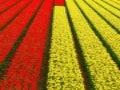 Amazing Tulip Farms