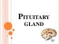 Pituitary Gland
