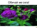 Обичай ме сега!