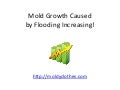 Prevent Mold After Flood