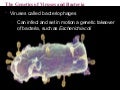 Prokaryotic eukaryoticgenome