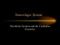 NurseReview.Org - Proprioception & Cerebellar Function