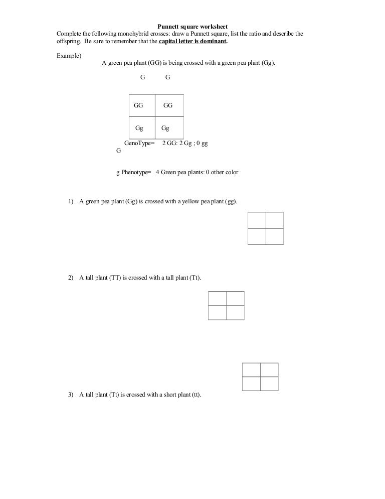 Printables Punnett Square Worksheet Answers worksheets punnet square worksheet laurenpsyk free punnett worksheet