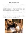 Purchase pets from kamloops pet store